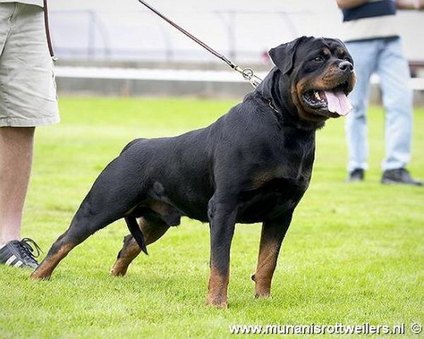 Gonzzo Earl Antonius