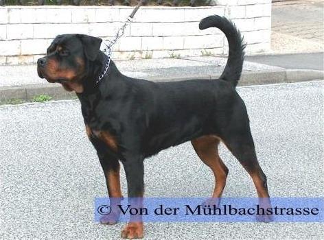 Gunda von den Hassberghöhen