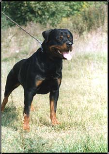 Dingo vom Kalacberg
