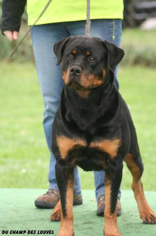 Ginie von Shambala