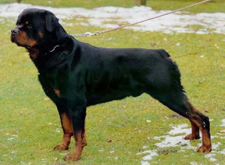 Balou vom Silberblick