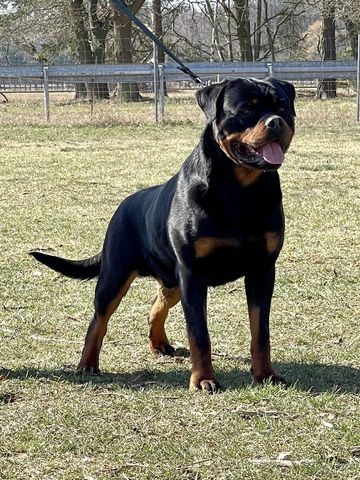 Odo von der Crossener Ranch