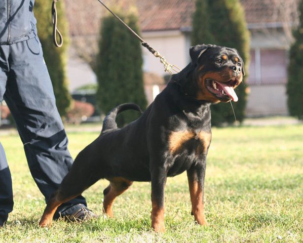 Alis Zara Cro Rott