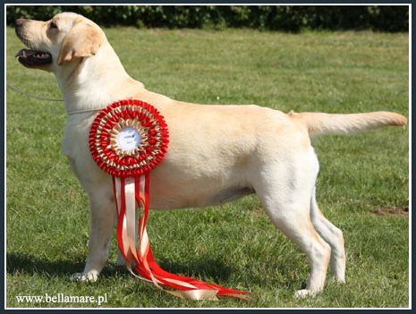 Should Not Sell Bella Mare
