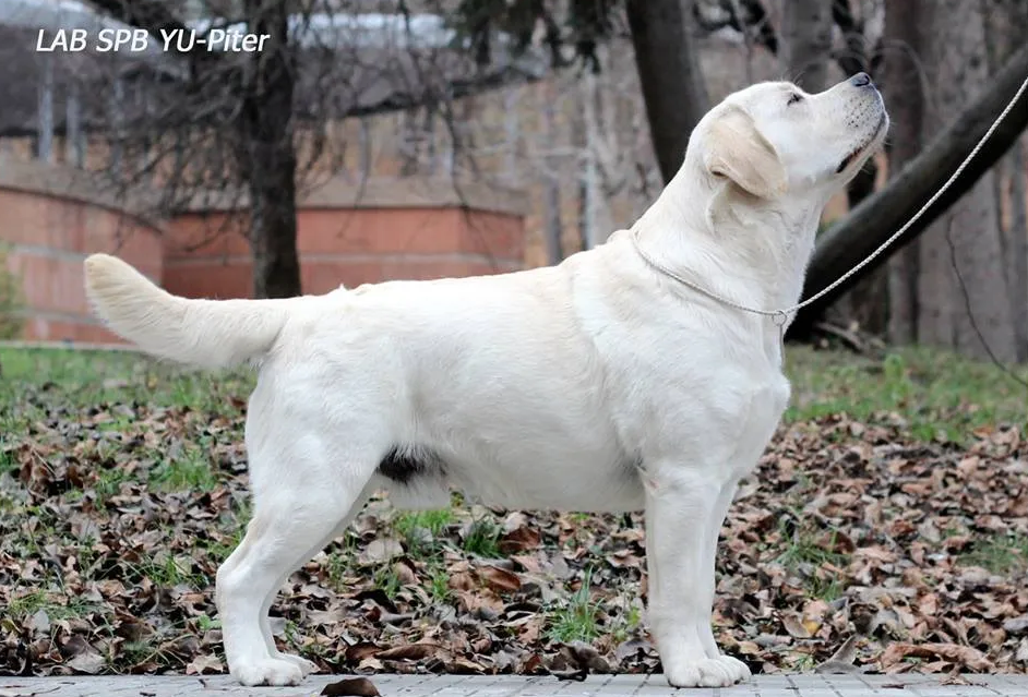 Lab'spb Yu-piter