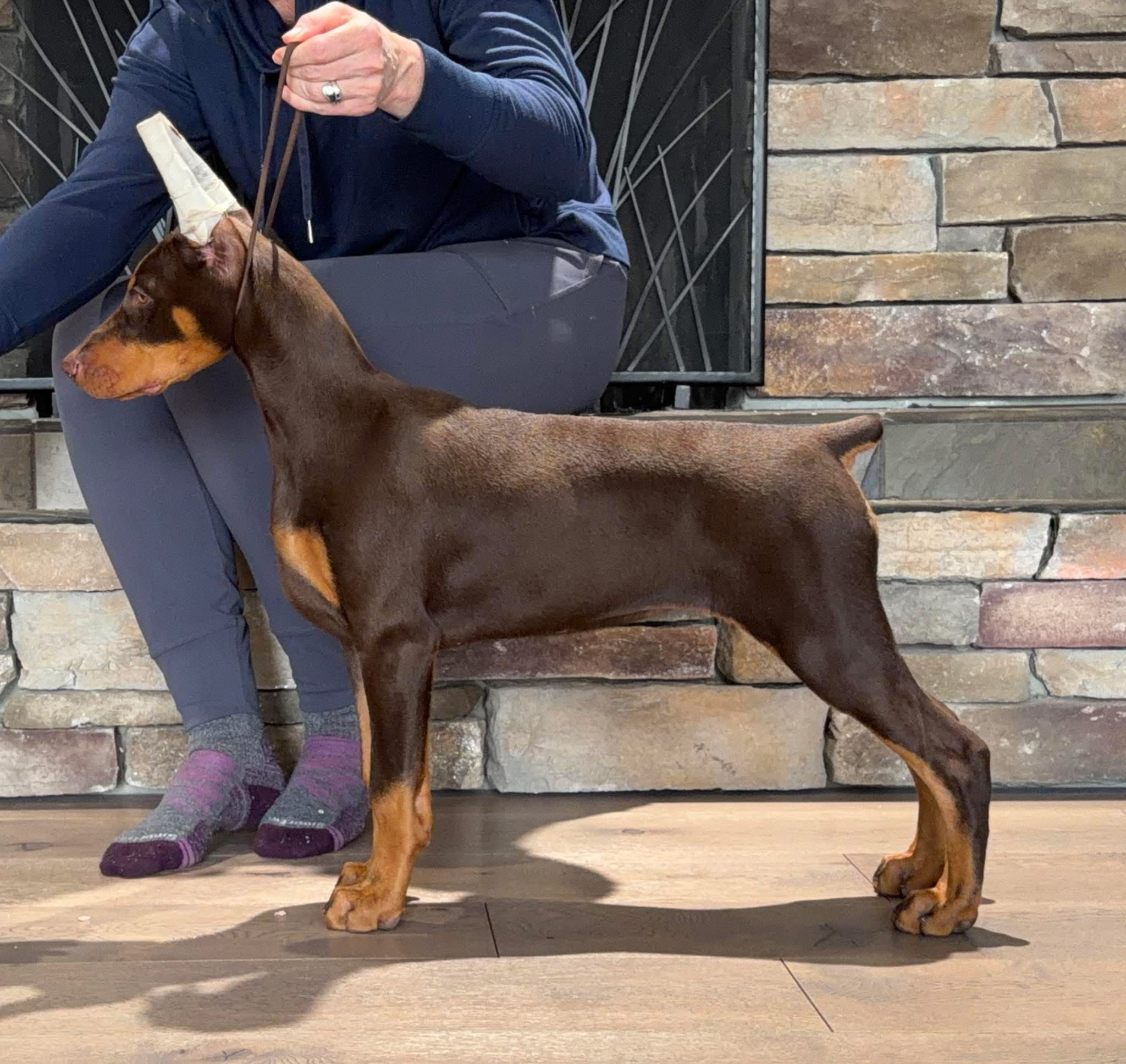  Aura of C Kennel