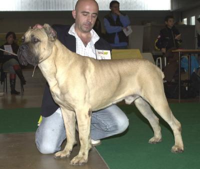 Duce Dell'anteler