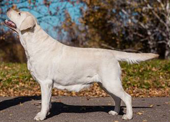 Lab'spb Alabama Girl