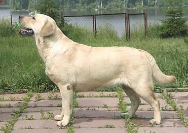 Timantti Solid Vassiona