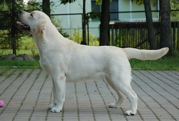American Dream For Lab'spb