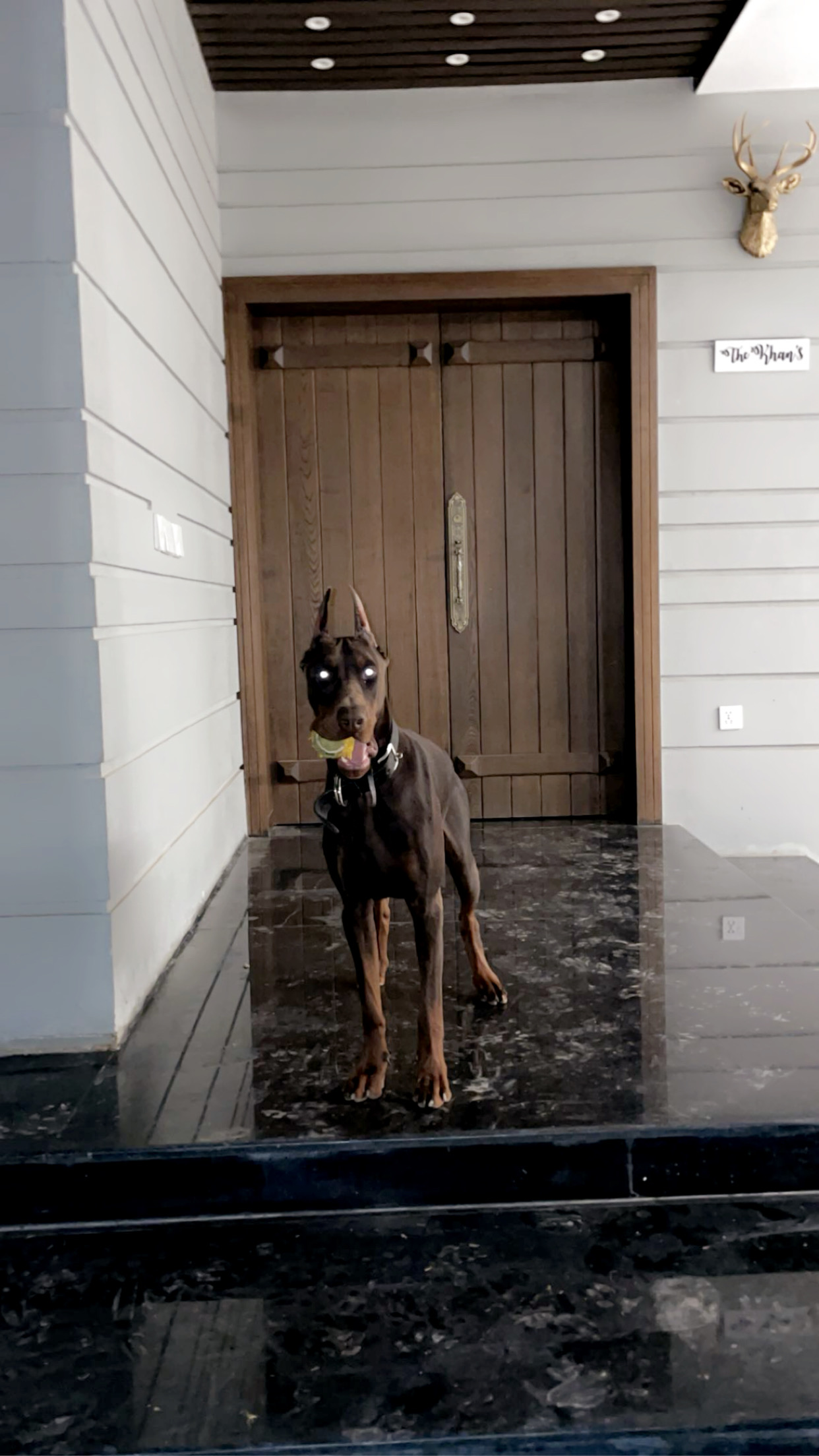 Nero vom Haus Ausbilding