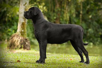 Zuzu di T Cane dos Talarico