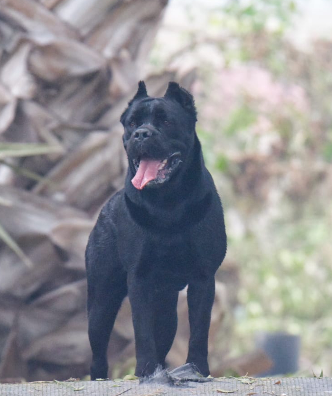 Dutchess Hyperions