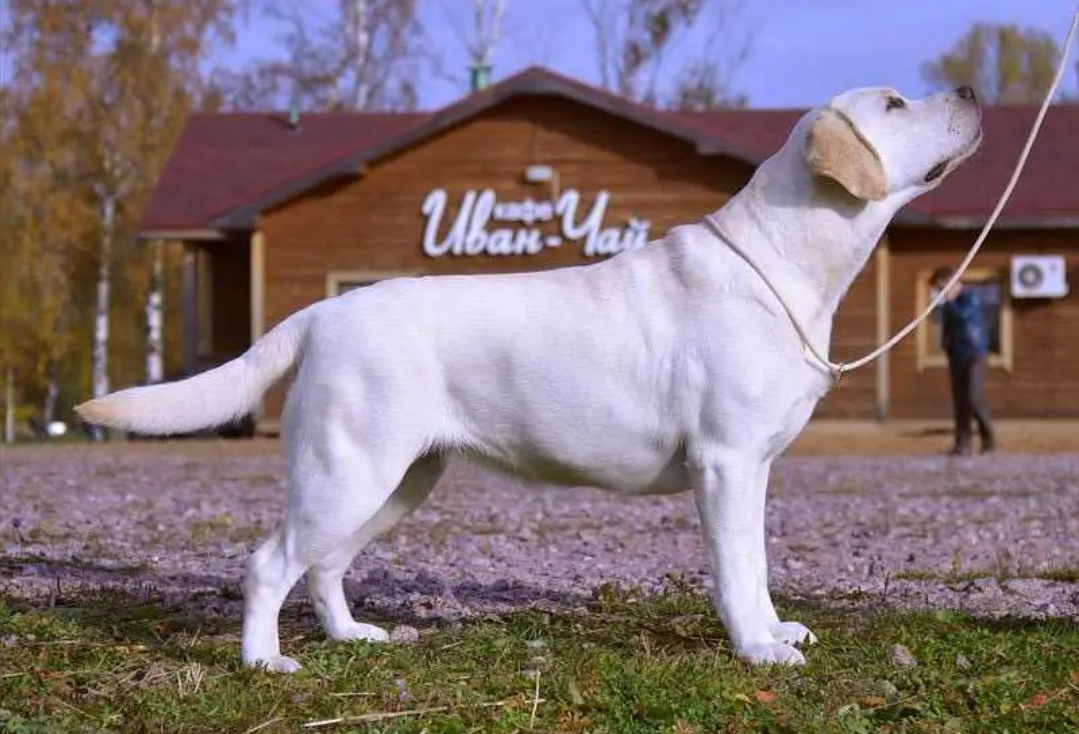 Lab'spb Yucca Modell