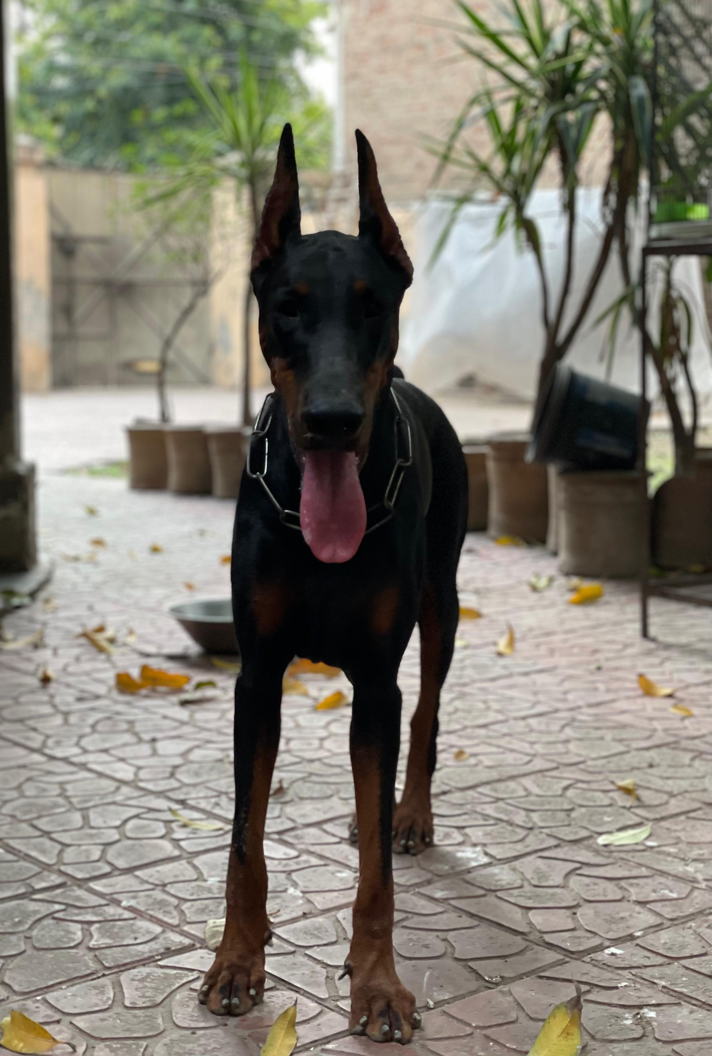 Charlotte of Bulletproof K9