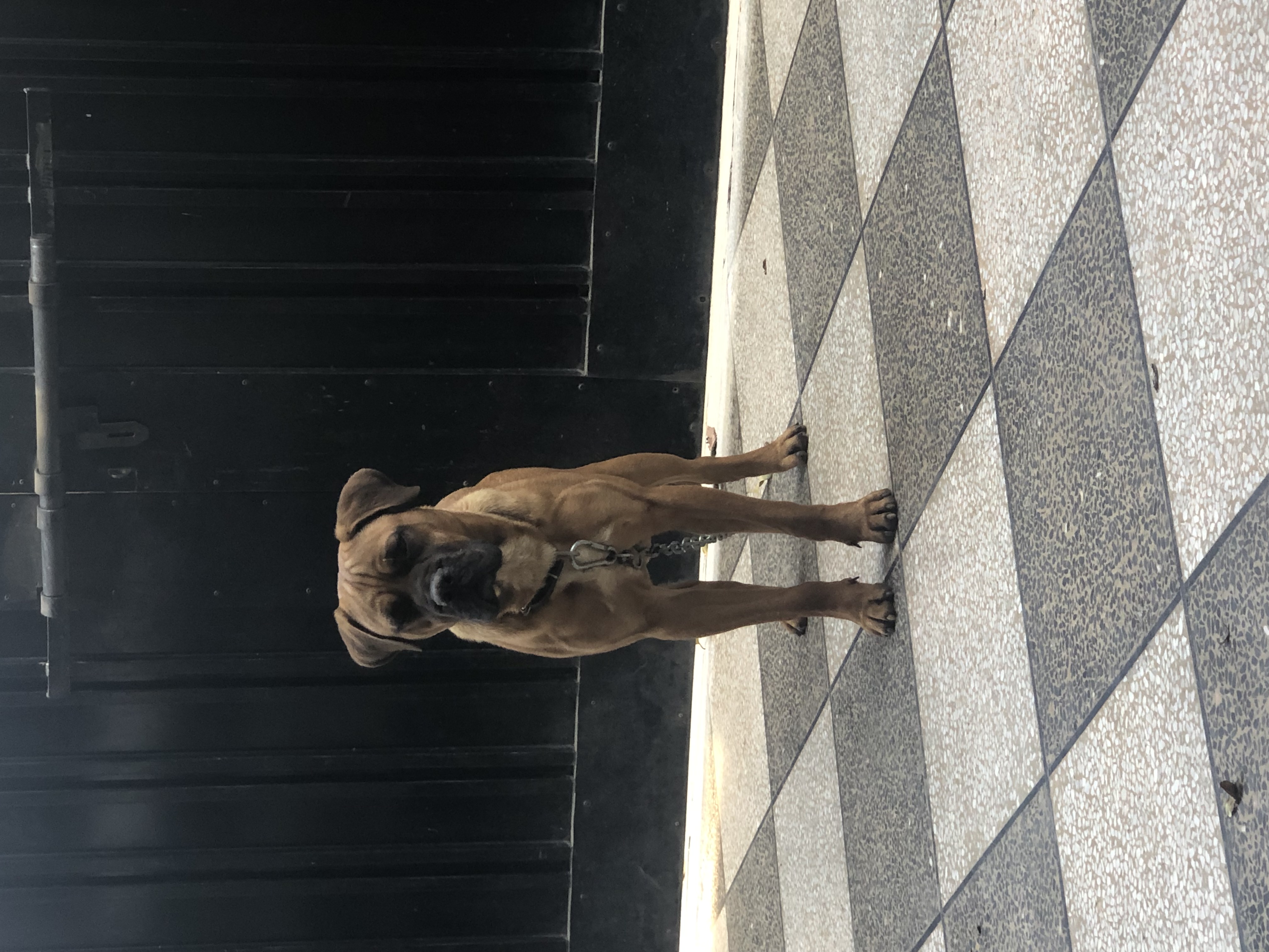 Blaze of Bullmastiff Lovers