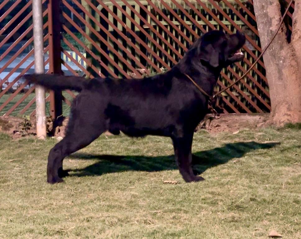 Bandit of TM Farm