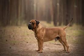 Boerboel